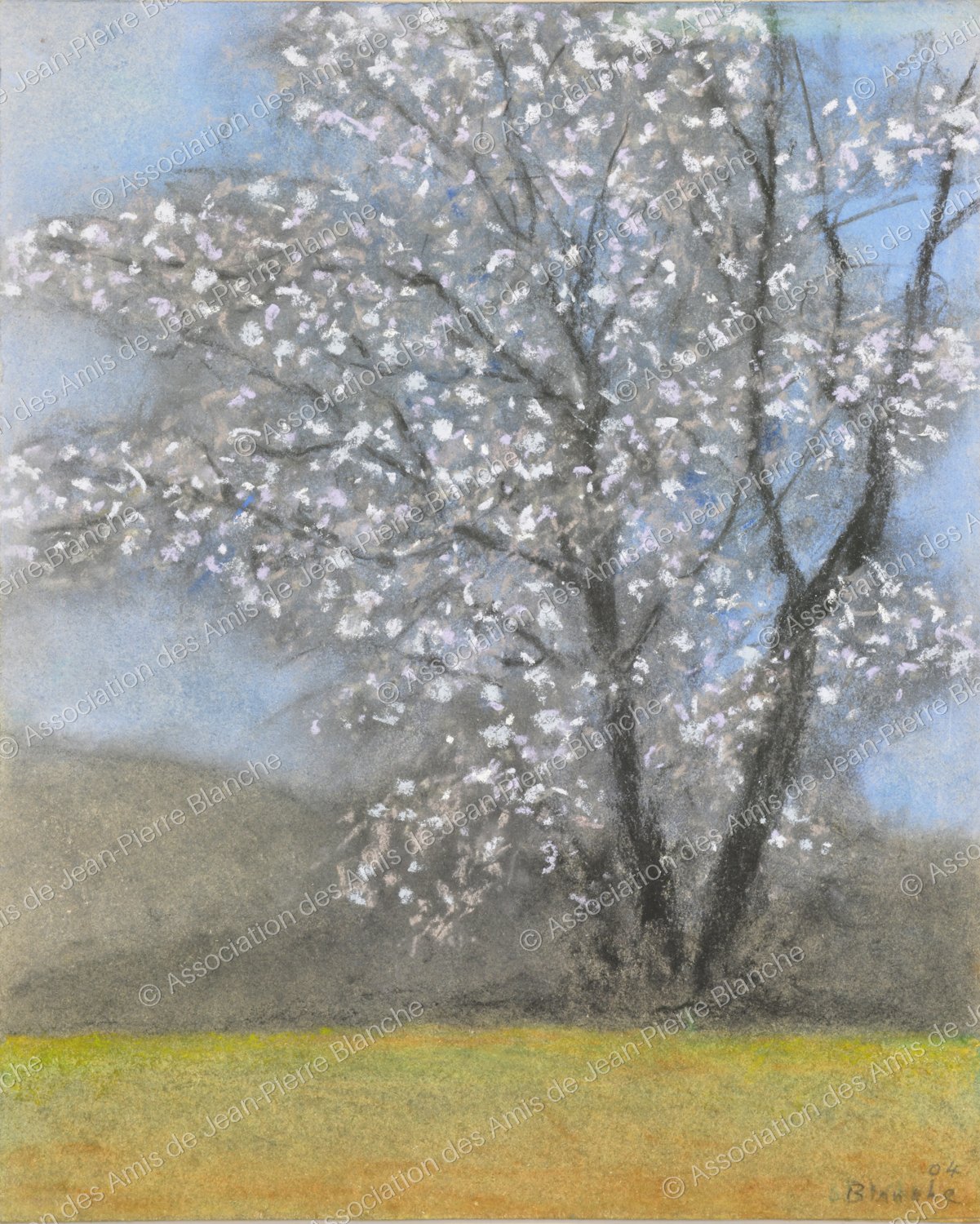 Amandier en fleurs