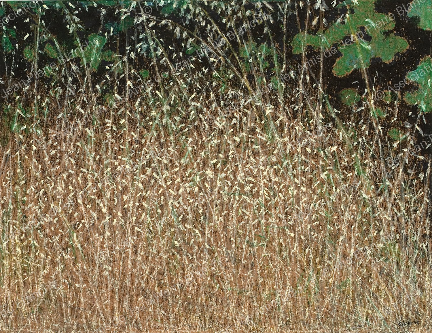 Hautes herbes et figuier
