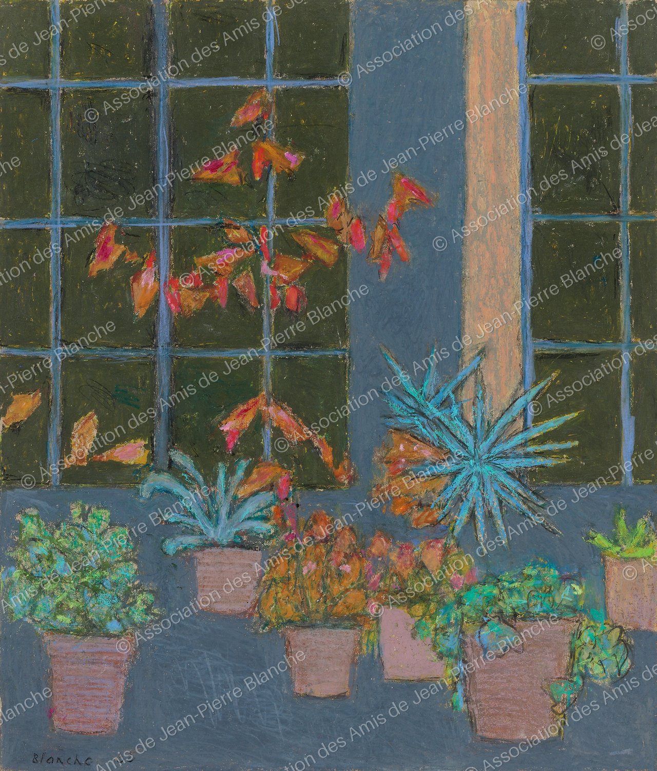 Plantes dans la véranda